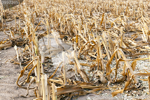 Image of harvested mature corn