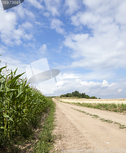 Image of Field with corn