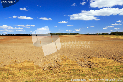 Image of harvesting cereals , Agriculture