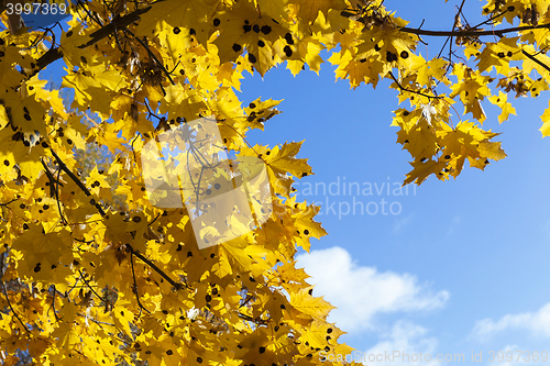 Image of yellow foliage, autumn