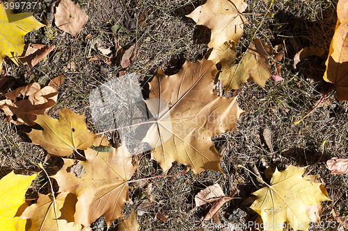 Image of The fallen to the ground