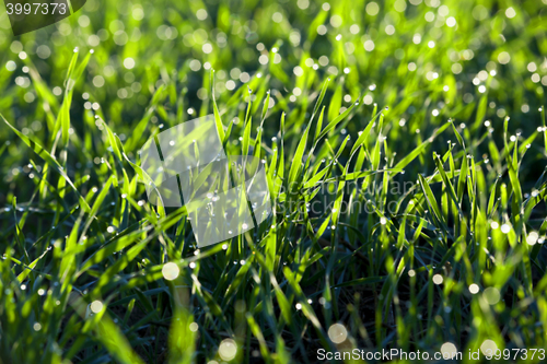 Image of young grass plants, close-up