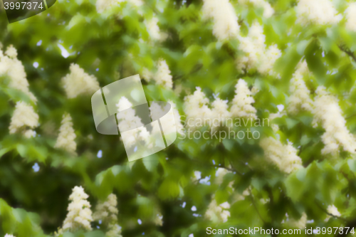 Image of blooming chestnut tree in the spring
