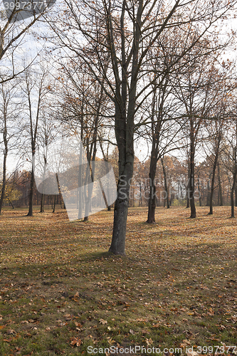 Image of autumn in the park