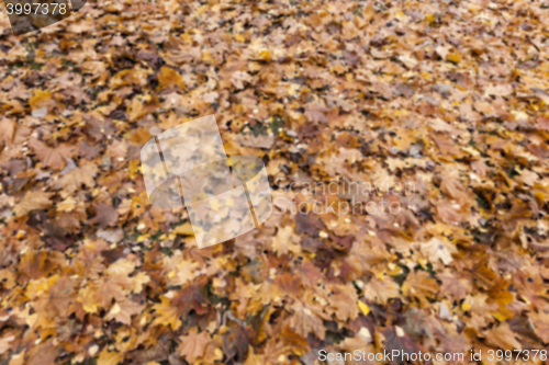 Image of Autumn Park, overcast