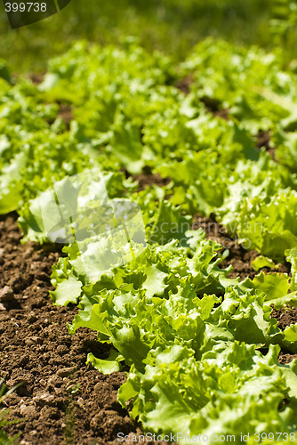 Image of salad