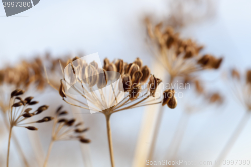 Image of mature dill close-up