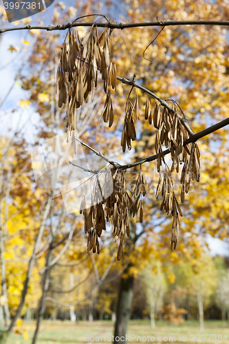 Image of maple seeds fall