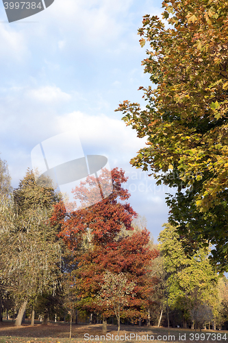 Image of leaves on trees, autumn