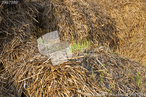 Image of wheat germ, sprout