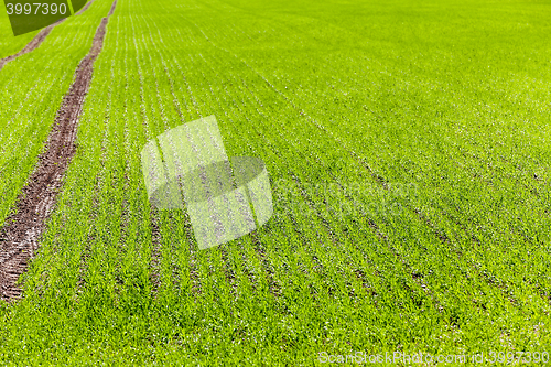 Image of Agriculture. cereals. Spring