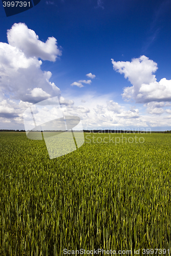 Image of wheat grows young