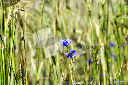 Image of cornflowers on the field