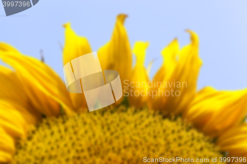 Image of flower Sunflower, close-up