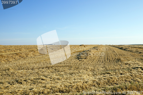 Image of agricultural field with cereal