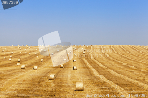 Image of harvest of cereals