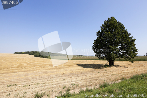 Image of farm field cereals