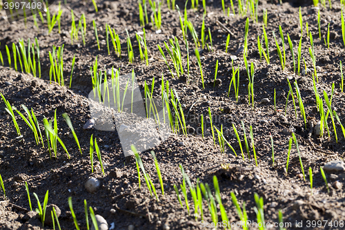 Image of young sprouts of wheat