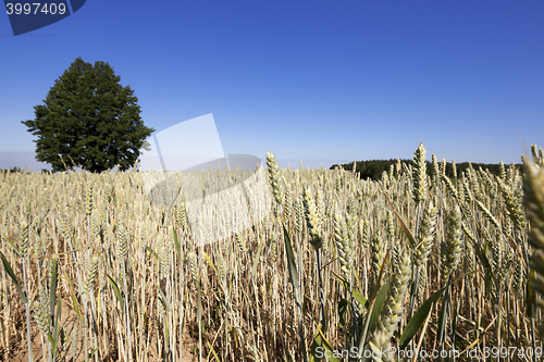 Image of wheat field, tree