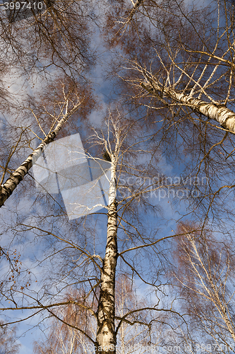 Image of Birch tree in winter