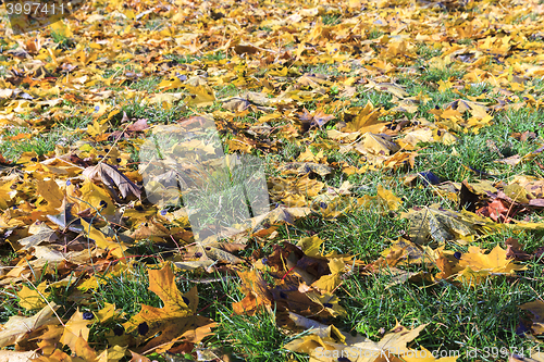 Image of autumn foliage , trees,