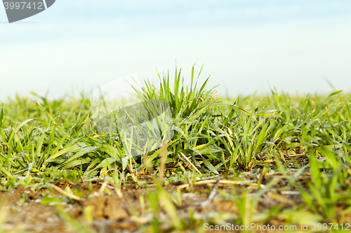 Image of young grass plants, close-up