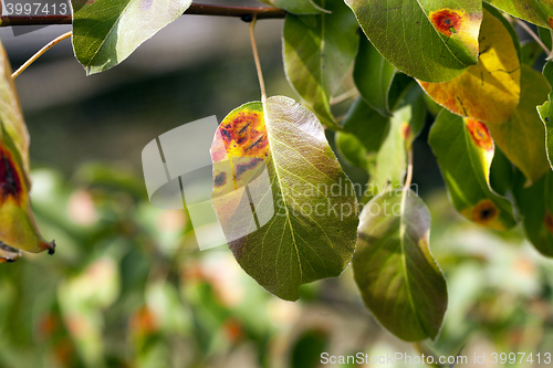 Image of pear foliage in autumn