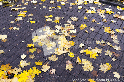 Image of leaves on the sidewalk, autumn