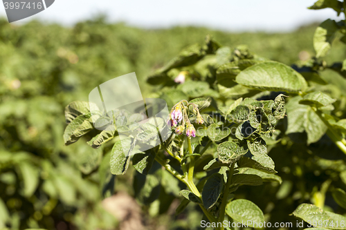 Image of Field with potato