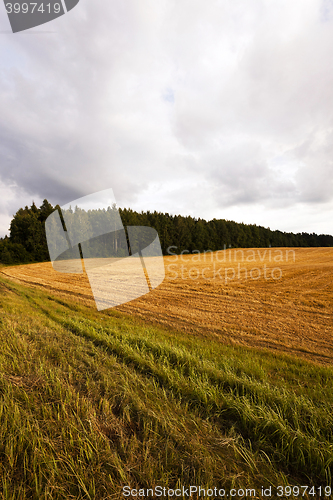 Image of harvesting cereals, Agriculture