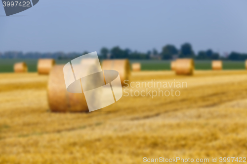 Image of haystacks in a field of straw