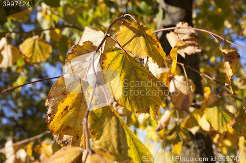 Image of Park in autumn