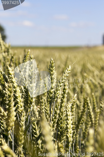 Image of unripe ears of wheat