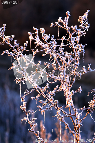 Image of Autumn background with grass and forest covered with frost in the early frosts