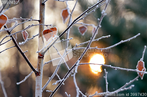 Image of Autumn background with grass and forest covered with frost in the early frosts