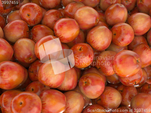 Image of Close-up of many Red ripe apples