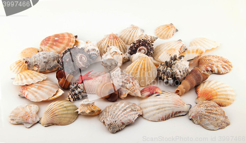 Image of Seashell collection