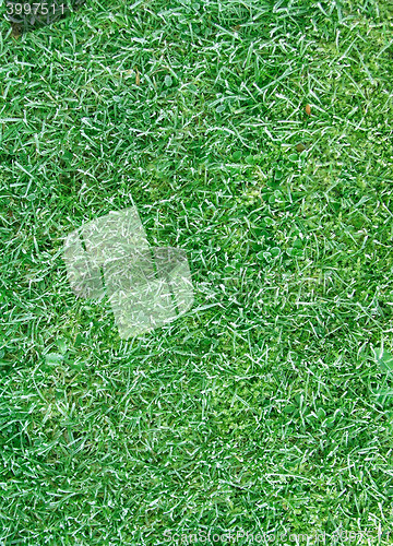 Image of lawn texture