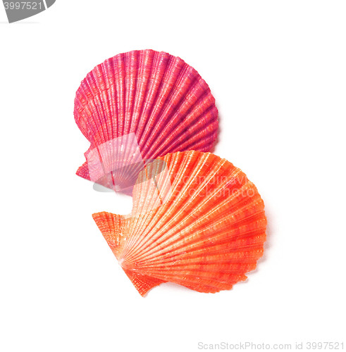 Image of Tan Radial Seashell Isolated