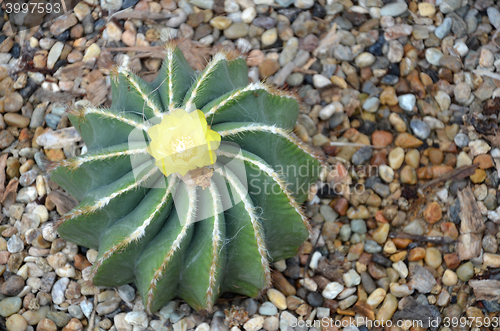 Image of Balloon Cactus with blooming yellow orange flowers