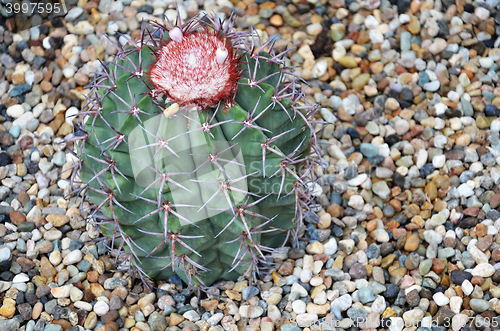 Image of Turk cap cactus from Brazil