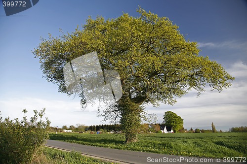 Image of Old oak tree