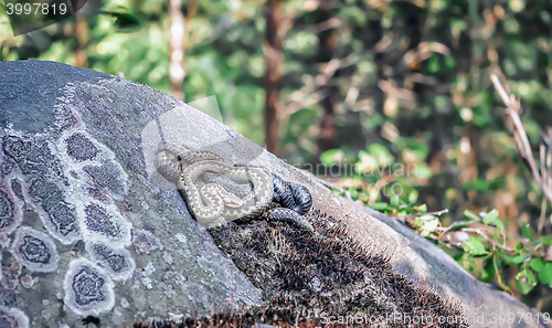 Image of Snakes basking in the sun