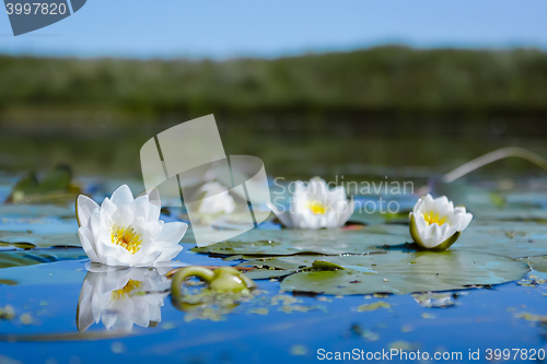 Image of White Water Lilies in a pond