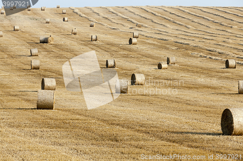 Image of stack of straw in the field