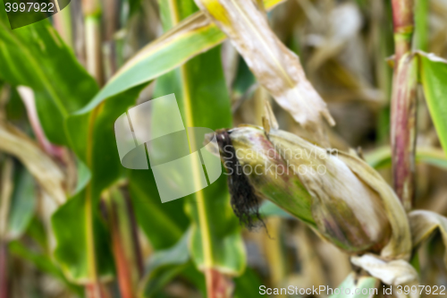 Image of mature corn crop