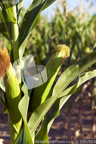 Image of Field with corn