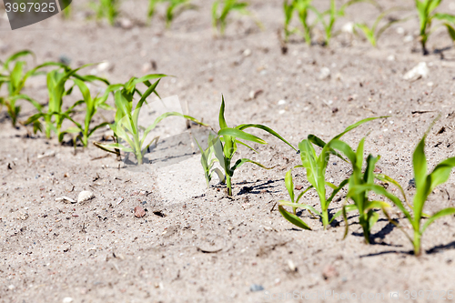 Image of Field with corn