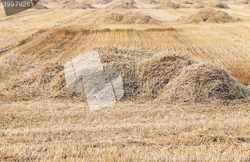 Image of ripe wheat crop