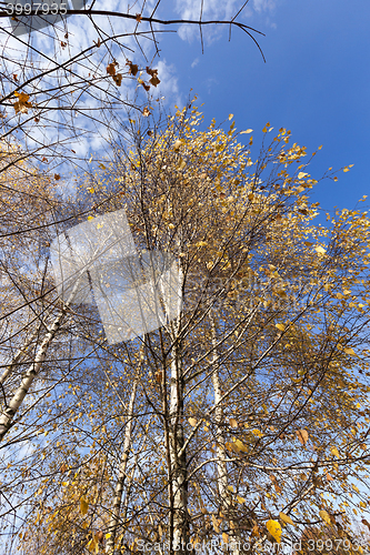 Image of yellowing leaves on the trees